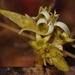 Vangueriopsis lanciflora - Photo (c) i_c_riddell, alguns direitos reservados (CC BY), uploaded by i_c_riddell