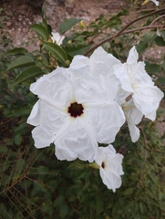Ipomoea pauciflora