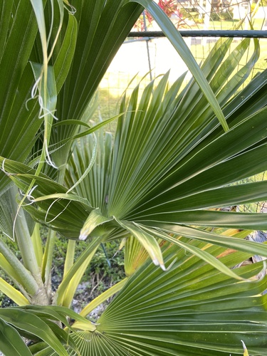 Washingtonia robusta