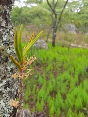 Tridactyle tridentata image