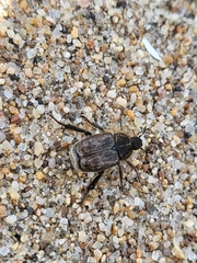 Hoplia