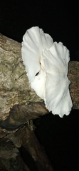 Pleurotus pulmonarius