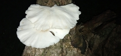 Pleurotus pulmonarius