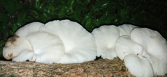 Pleurotus pulmonarius