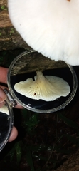 Pleurotus pulmonarius