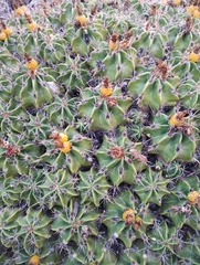 Ferocactus robustus