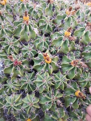 Ferocactus robustus