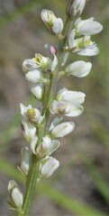 Polygala alba