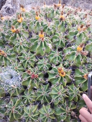 Ferocactus robustus