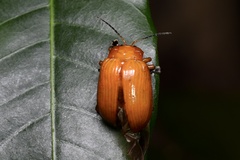 Podontia lutea