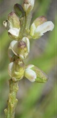 Polygala alba