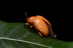 Podontia lutea