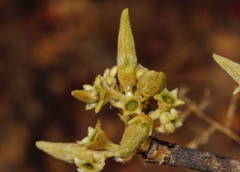 Vangueriopsis lanciflora