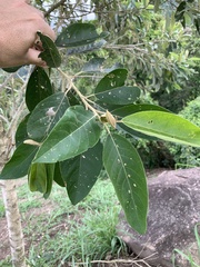 Moquiniastrum polymorphum