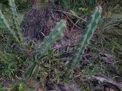 Cactoideae