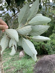 Moquiniastrum polymorphum