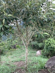 Moquiniastrum polymorphum