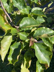 Flacourtia indica