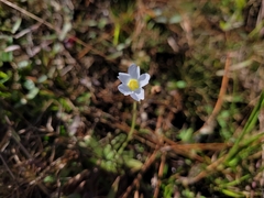 Pinguicula pumila