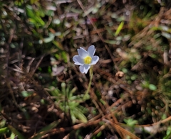 Pinguicula pumila