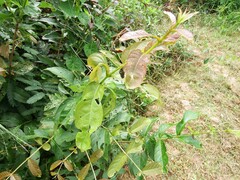 Capparis micracantha