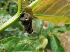 Attelabinae