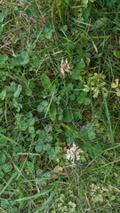 Trifolium repens