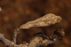 Vangueriopsis lanciflora
