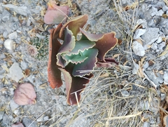 Echeveria gibbiflora