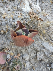 Echeveria gibbiflora