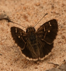 Toxidia parvula