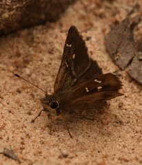 Toxidia parvula