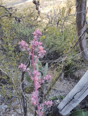 Echeveria gibbiflora