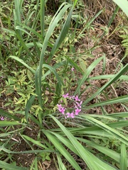 Cleome rosea
