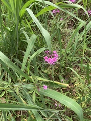 Cleome rosea