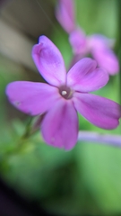 Phlox paniculata