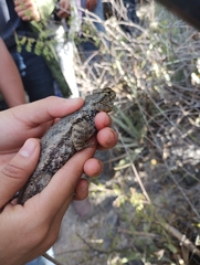 Sceloporus