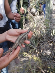 Sceloporus