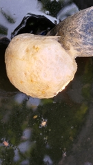 Polypedates megacephalus