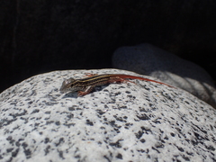 Aspidoscelis maximus