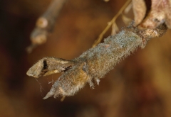 Vangueriopsis lanciflora
