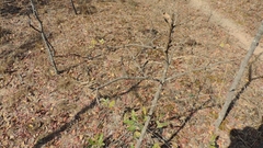 Vangueriopsis lanciflora