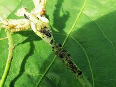 Cheilomenes sexmaculata