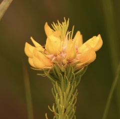 Phyllota phylicoides