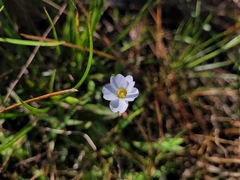 Pinguicula pumila