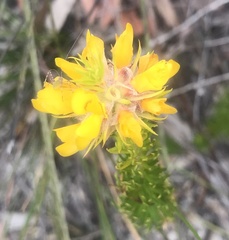 Phyllota phylicoides