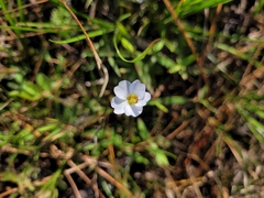 Pinguicula pumila