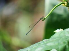 Aciagrion borneense