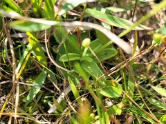 Pinguicula pumila