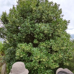 Elaeocarpus hookerianus